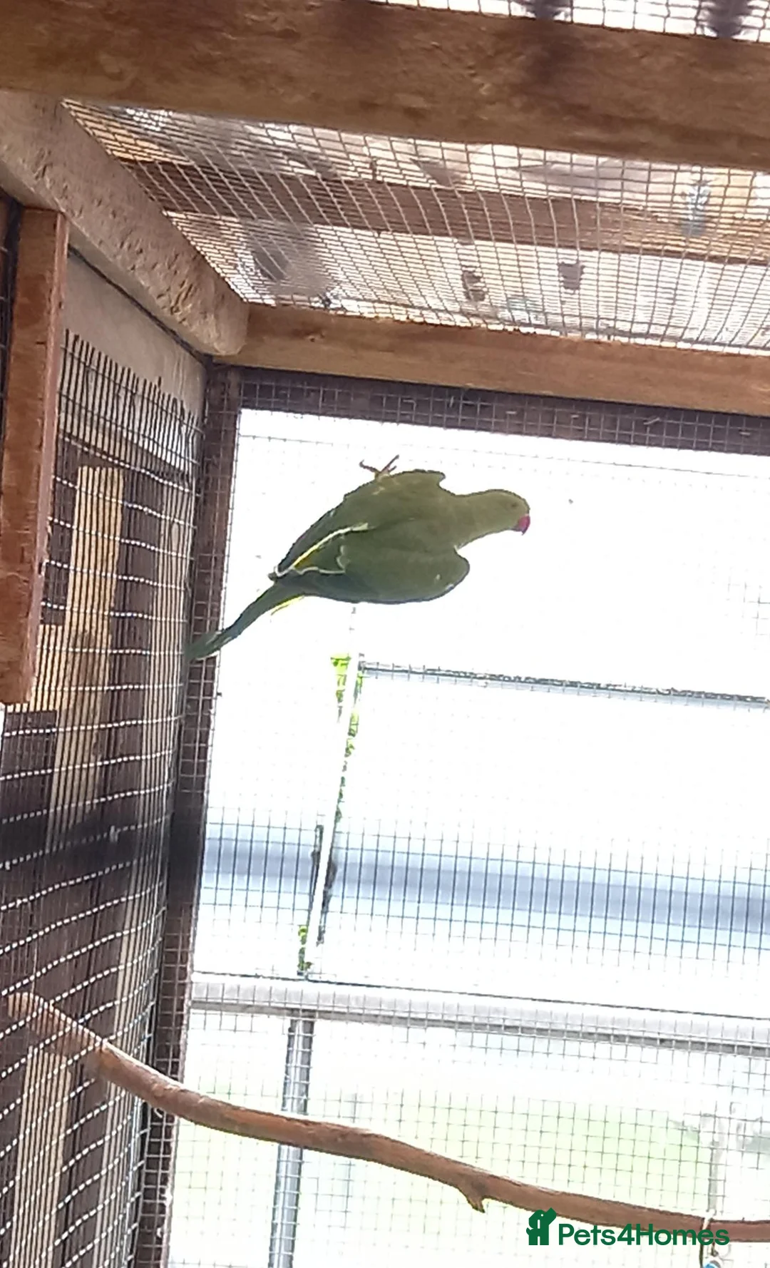 Ringnecks birds for sale: Green Indian ringneck parakeets £150 each in Sandbach - Advert 2