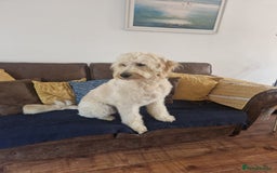Goldendoodle dogs for stud: Beautiful large goldendoodle for stud - Image 10