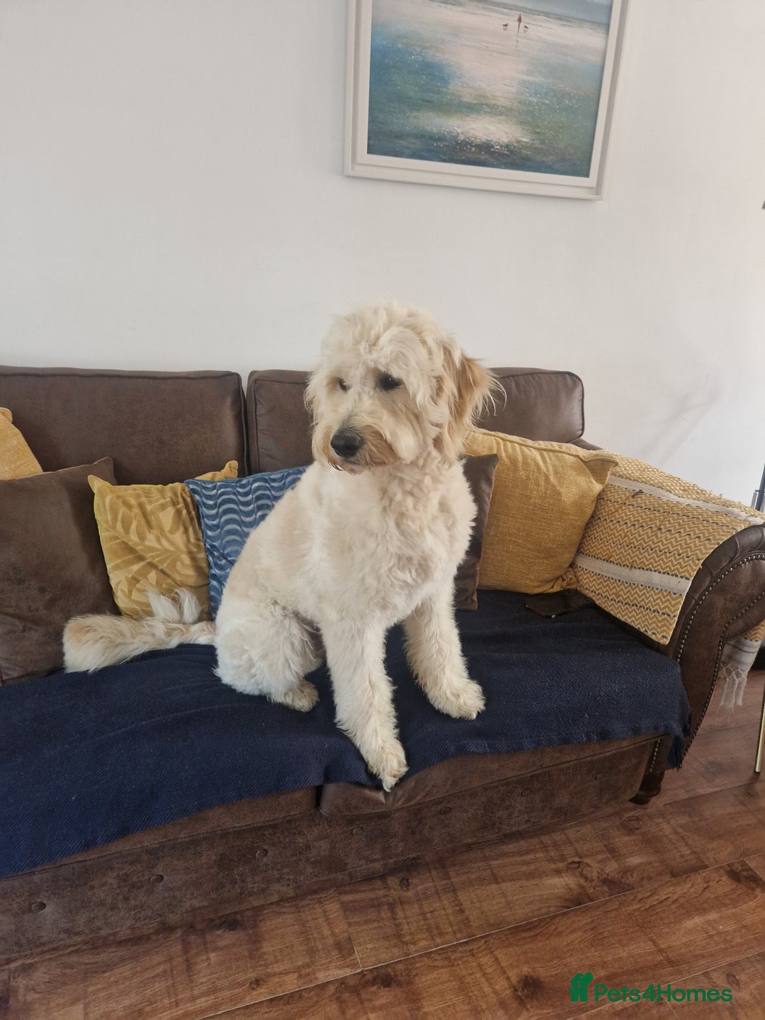 Goldendoodle dogs for stud: Beautiful large goldendoodle for stud - Image 10