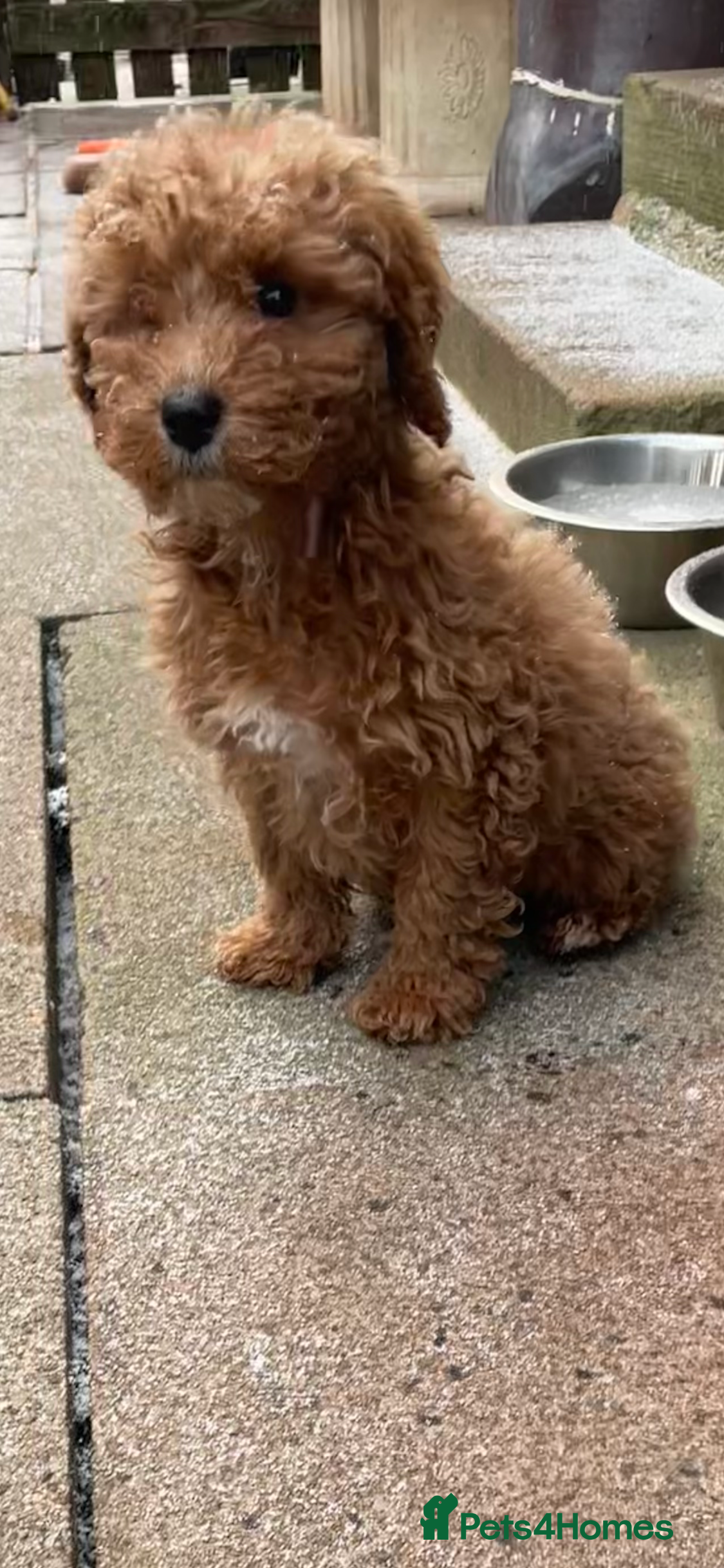 Cavapoo dogs FB2 cavapoo puppy-1 girl available now - Advert 8