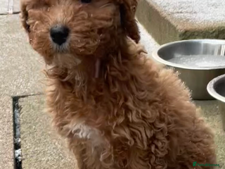 Cavapoo dogs FB2 cavapoo puppy-1 girl available now - Advert 9