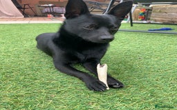 Pomchi dogs for sale: 2 years 11 months old male pomchi - Image 1