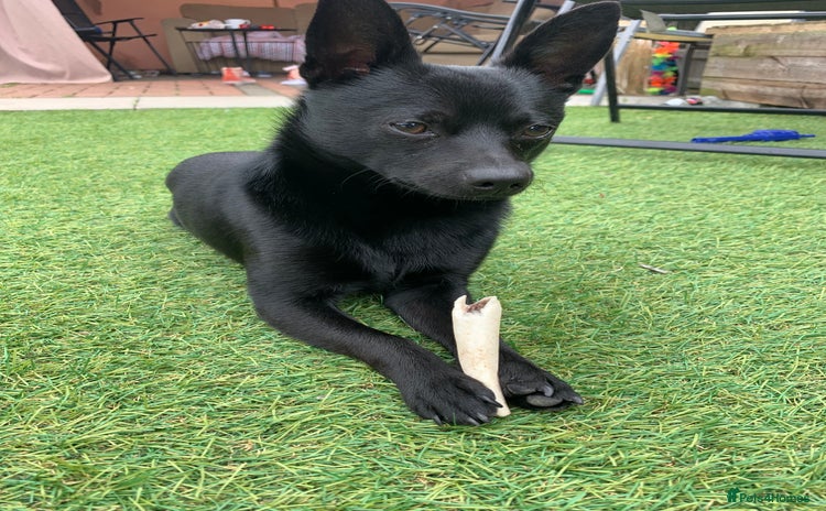 Pomchi dogs - Advert 10