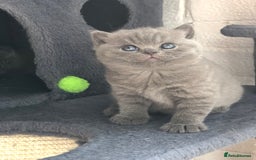 British Shorthair cats for sale: GCCF British shorthair kittens for Sale - Image 8