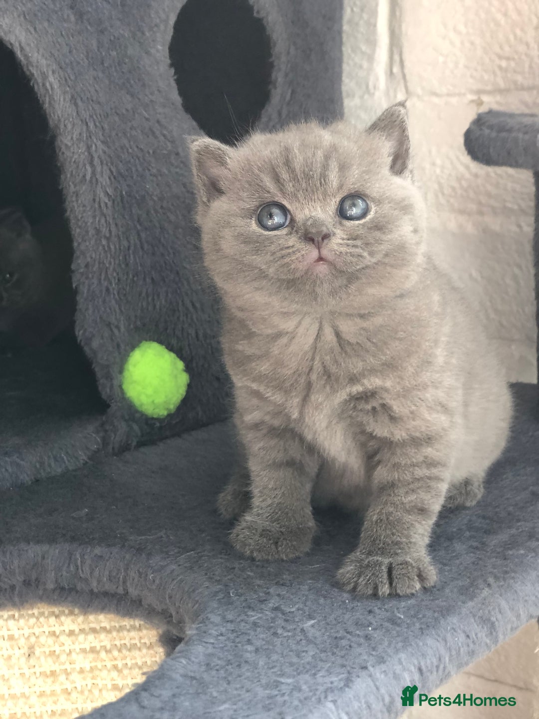 British Shorthair cats for sale: GCCF British shorthair kittens for Sale - Image 8