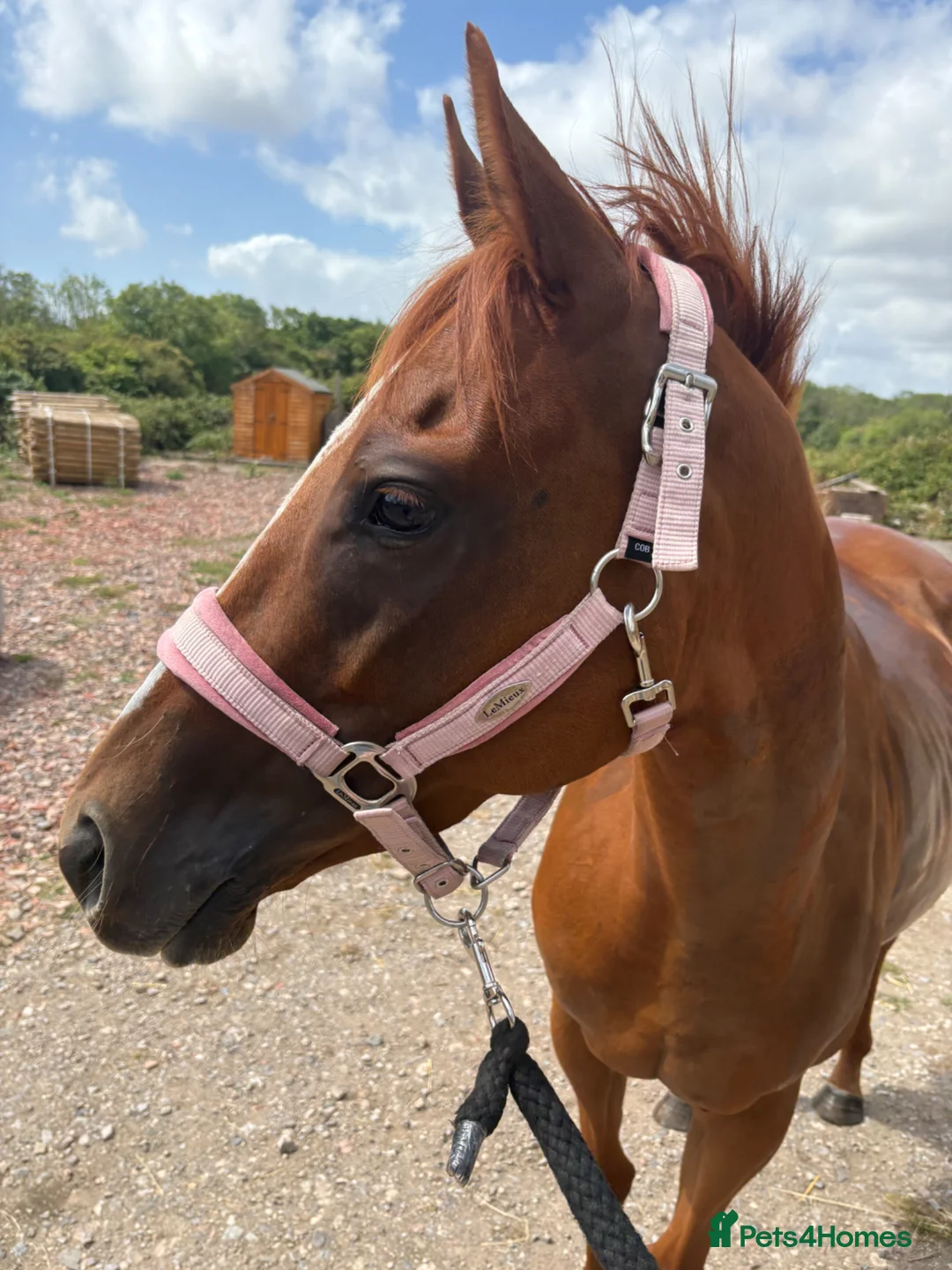 English Thoroughbred horses for sale: OTTB Chestnut Mare - Advert 2