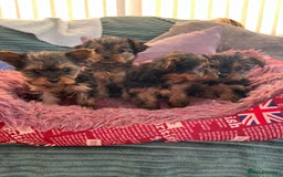 Yorkshire Terrier dogs for sale: Stunning Yorkshire terriers - Image 10