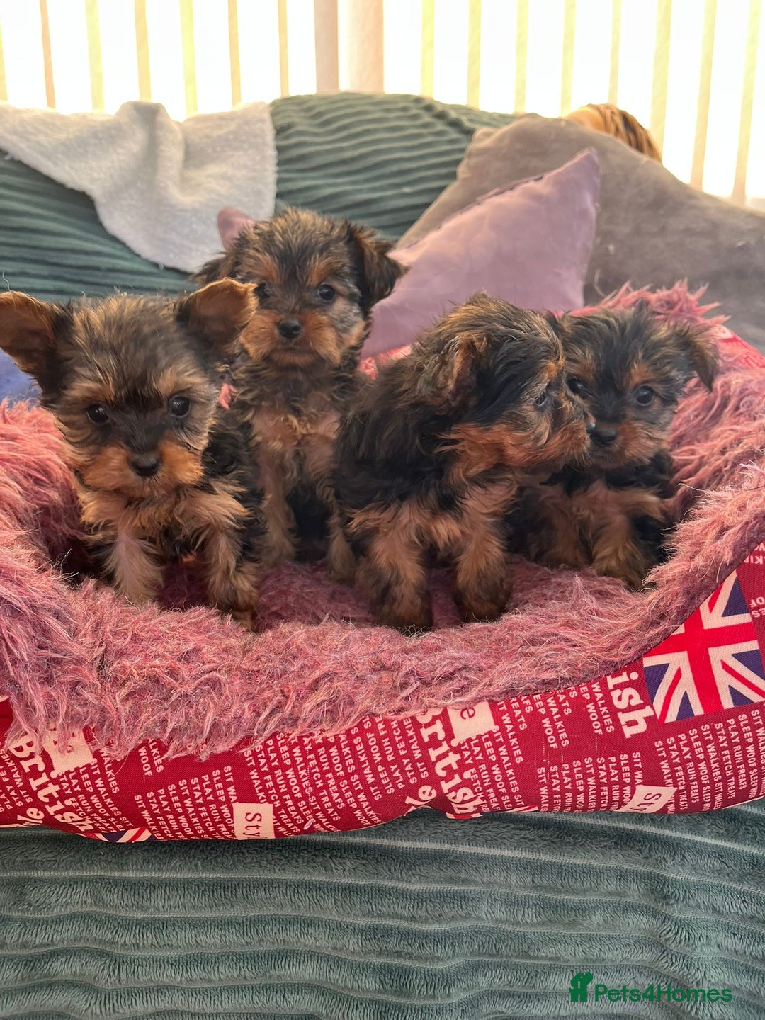 Yorkshire Terrier dogs for sale: Stunning Yorkshire terriers - Image 10