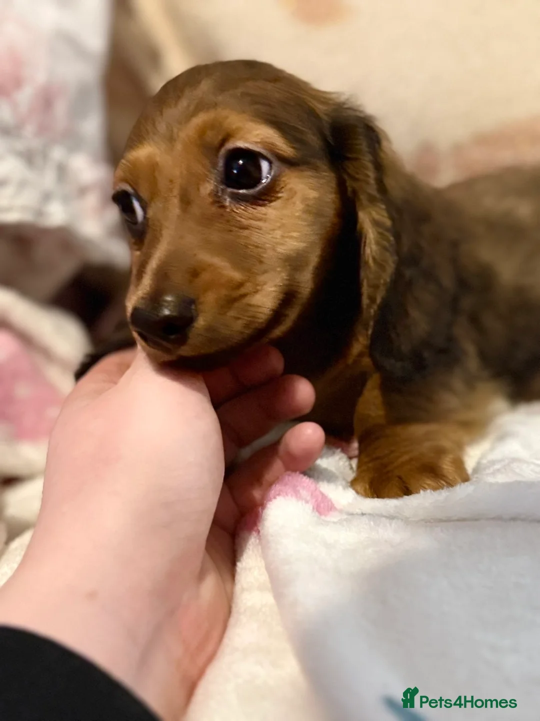 Dachshund dogs for sale: Dachshund puppies  in Sandbach - Advert 6