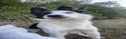 Mixed Breed dogs for sale: Beautiful collie pups  - Advert 1