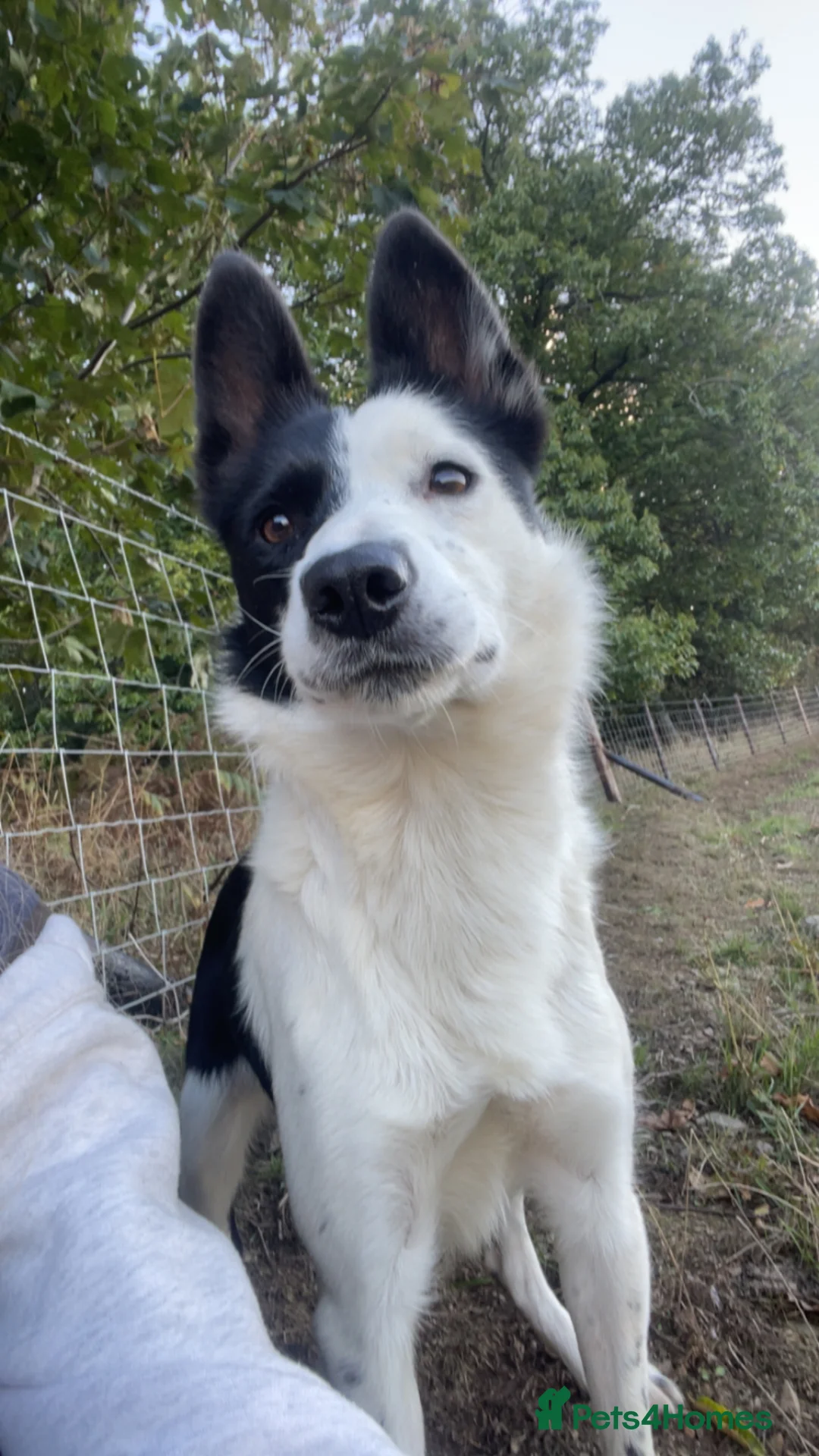Mixed Breed dogs for sale: Beautiful collie pups  - Advert 1