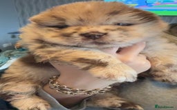 Chow Chow dogs for sale: Merle Chow Chow puppies  - Advert 6