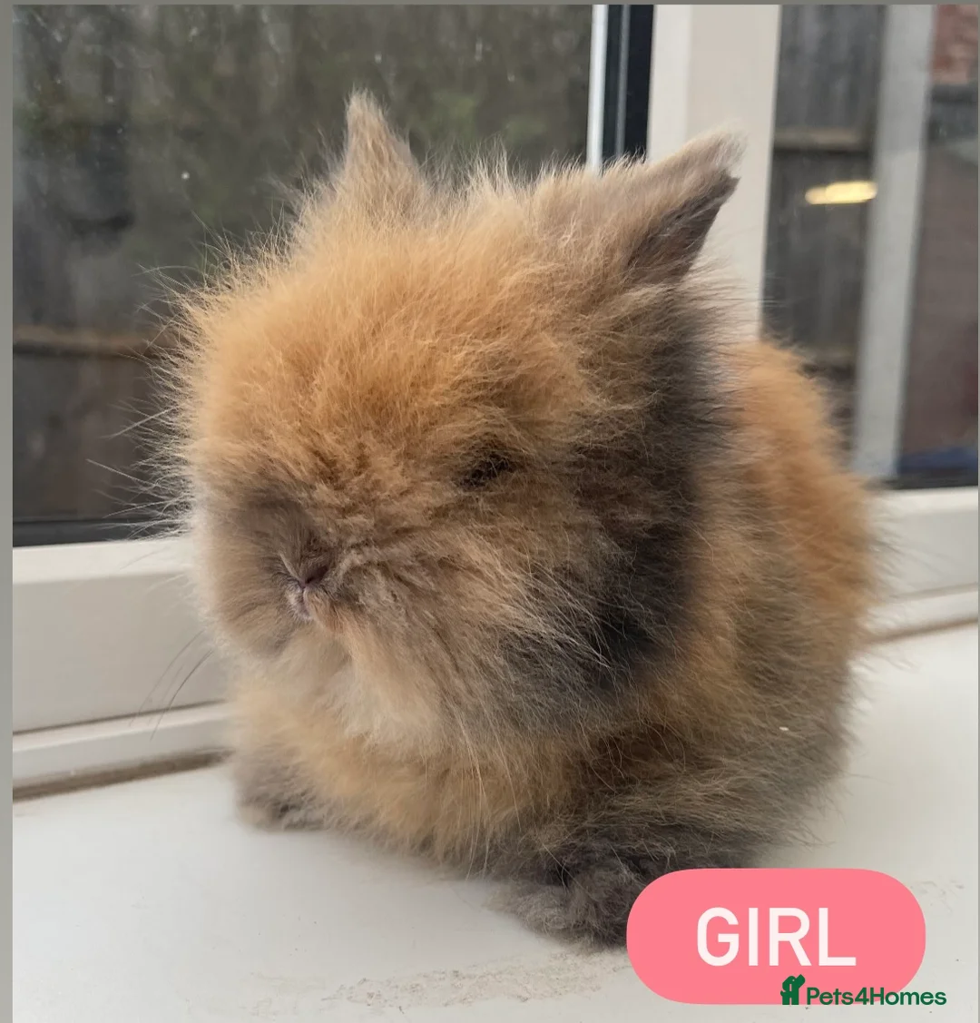 Lionhead rabbits for sale: Super fluffy DM lionhead babies 🐰 - Advert 1