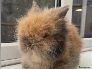 Lionhead rabbits Super fluffy DM lionhead babies 🐰 - Advert 2