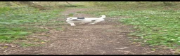Staffordshire Bull Terrier dogs for stud: Up for stud  in Preston - Advert 3
