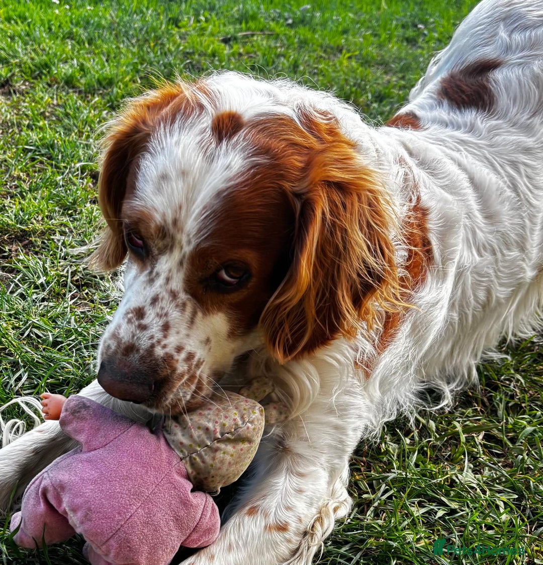 Brittany Spaniel dogs for adoption: Ronnie, 3-year old Brittany male - Advert 10