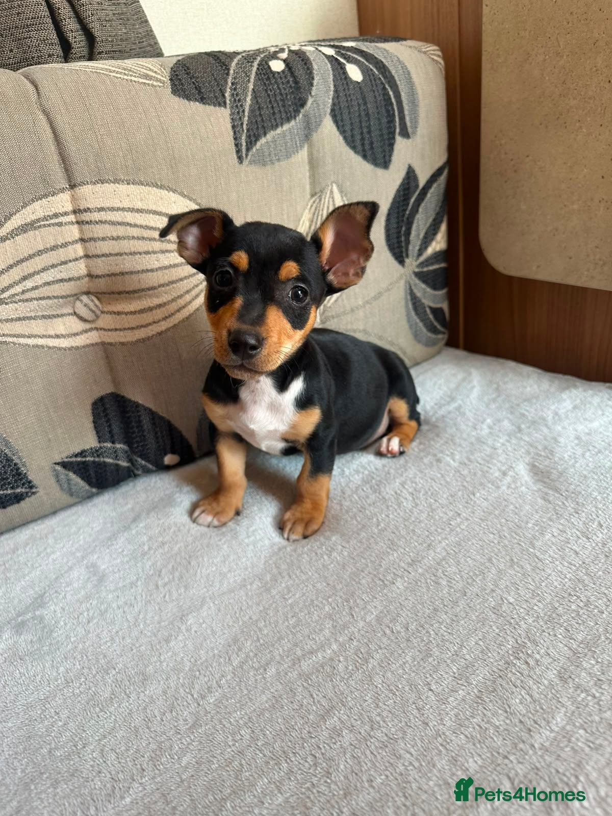 Jack Russell dogs Jack Russell Puppies - Advert 4