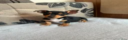 Jack Russell dogs for sale: Jack Russell Puppies in Malmesbury - Advert 1