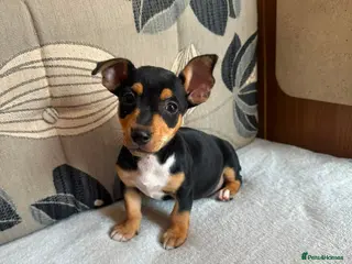 Jack Russell dogs Jack Russell Puppies - Advert 4