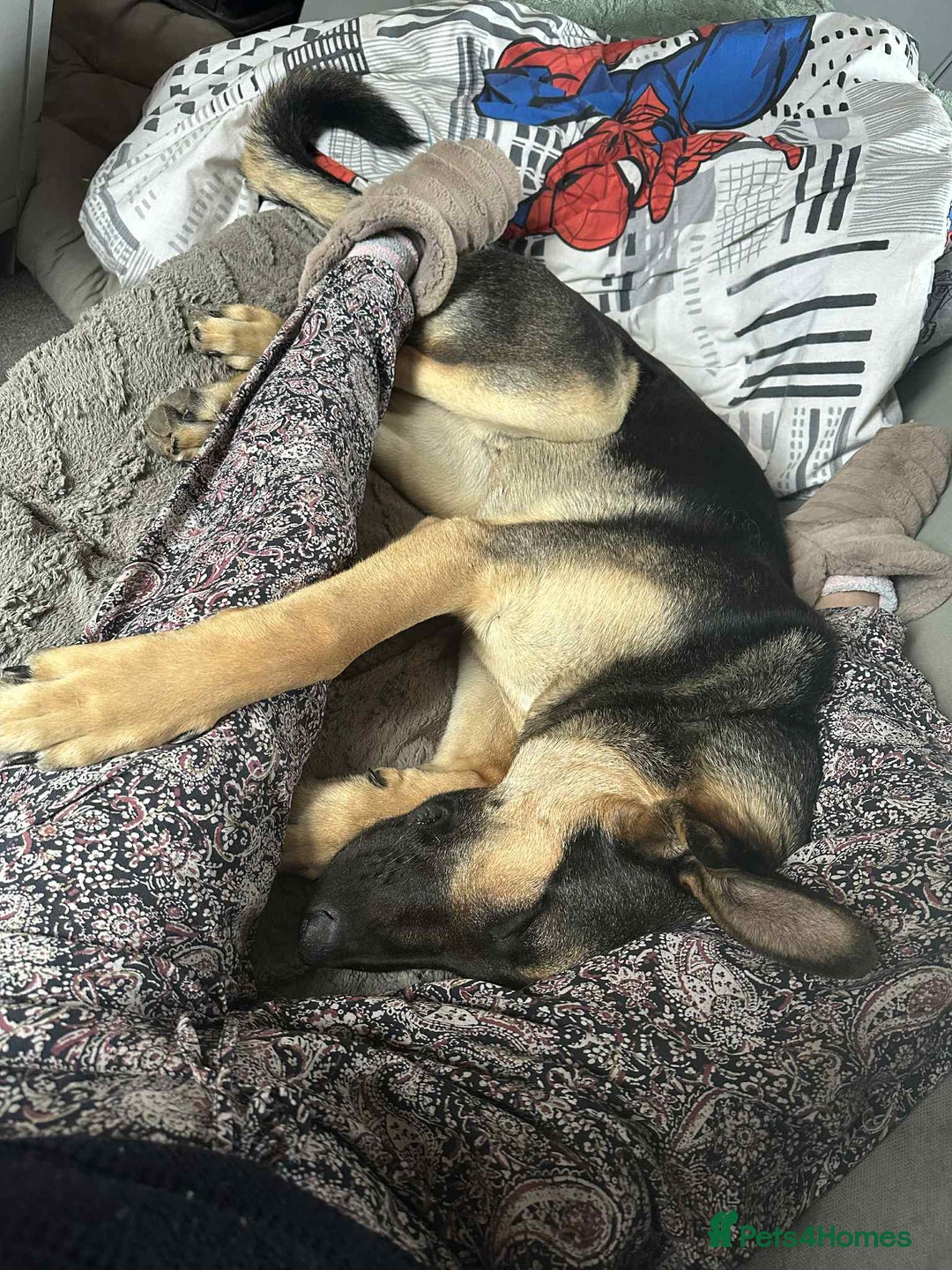 Mixed Breed dogs for adoption: Amigo the puppy that wants to be your friend - Advert 10