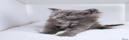 Maine Coon cats for sale: DNA health tested blue maine coon kittens - Advert 10