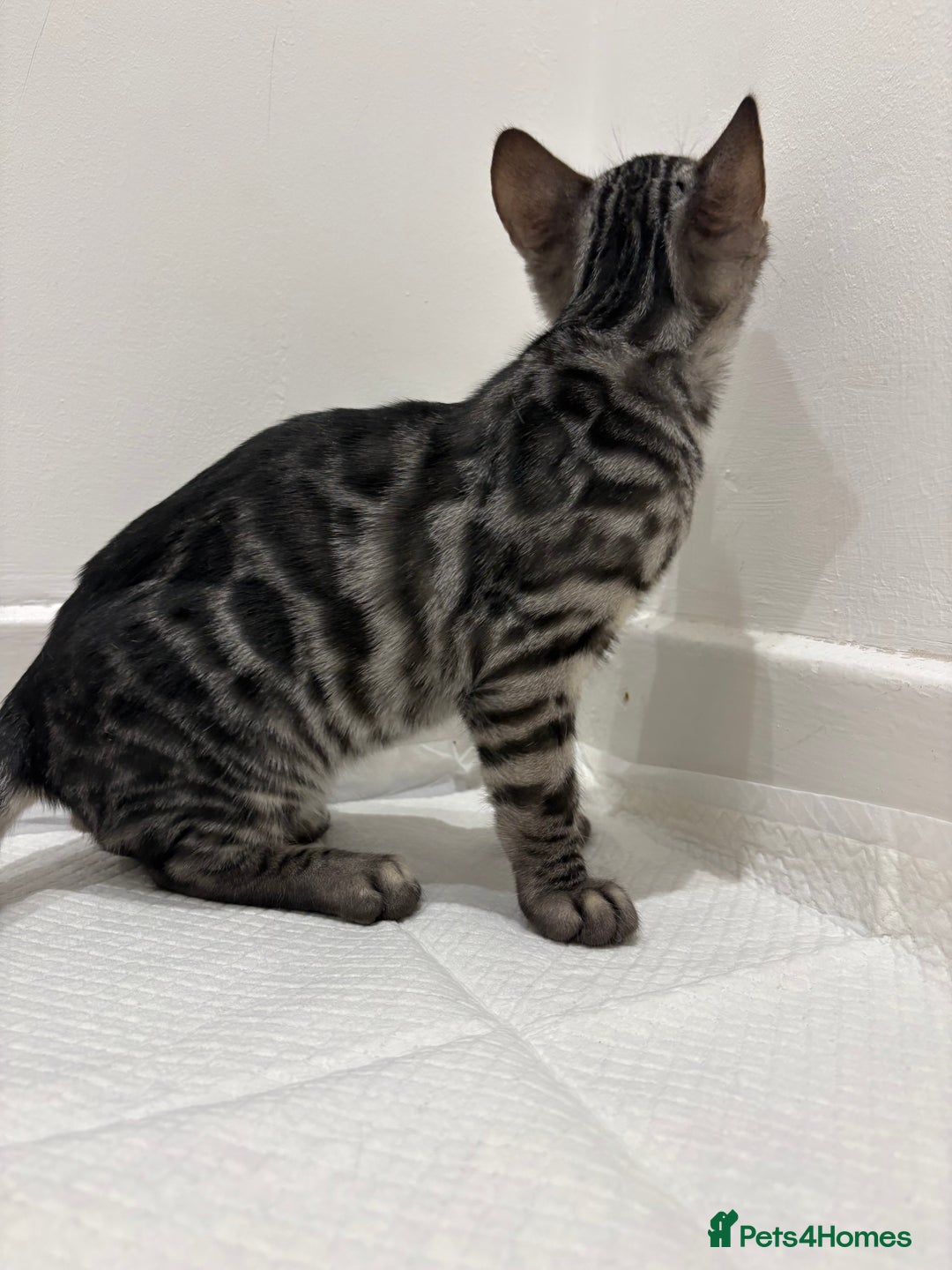 Bengal cats for sale: 2 BENGAL BOYS FOR SALE!  - Advert 2