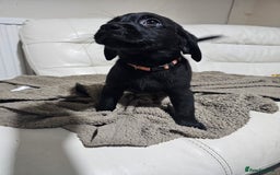 Labrador Retriever dogs for sale: 2boys / 4 girls  READY TODAY FOR FOREVER HOMES - Image 13