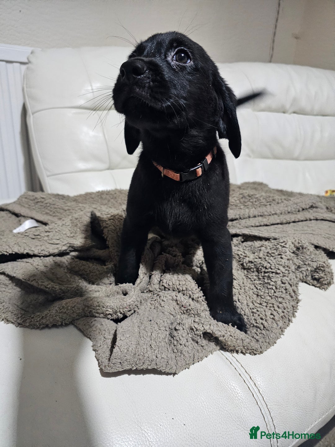 Labrador Retriever dogs for sale: 2boys / 4 girls  READY TODAY FOR FOREVER HOMES - Image 13