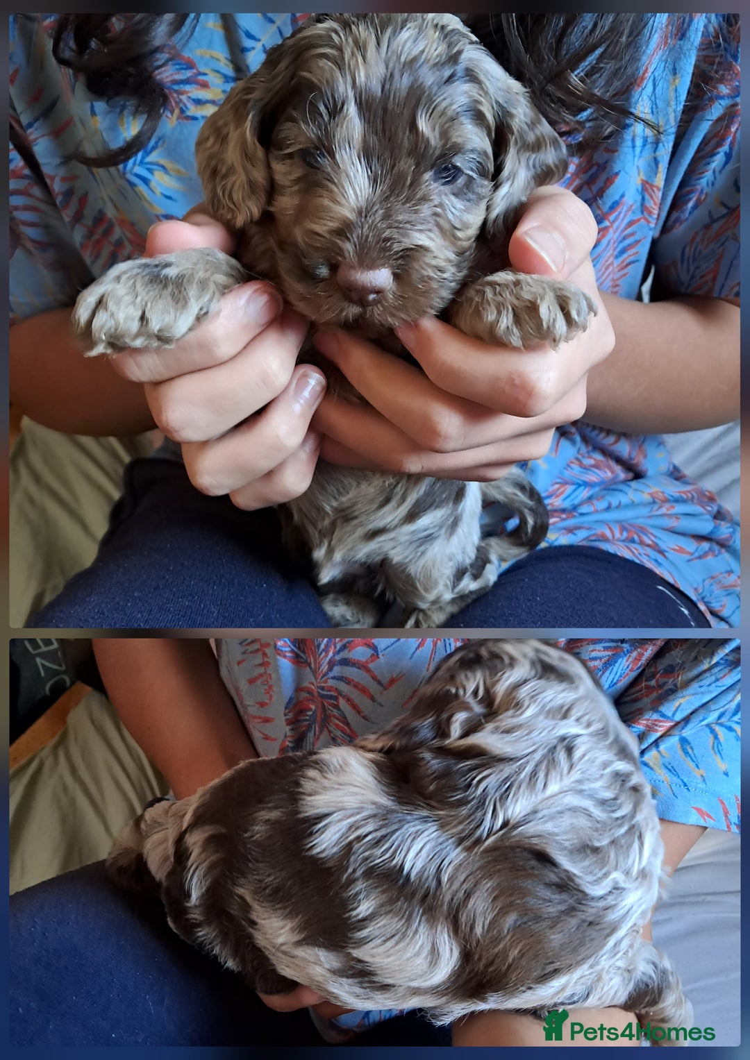 Cockapoo dogs for sale: Toy F1 Cockerpoo merle and chocolate puppies  - Advert 9