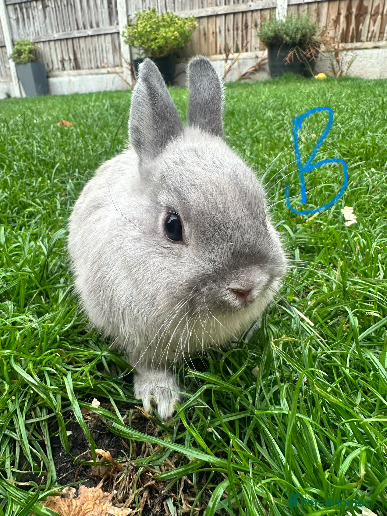 Netherland Dwarf rabbits Netherland Dwarf Rabbits For Sale - Advert 1