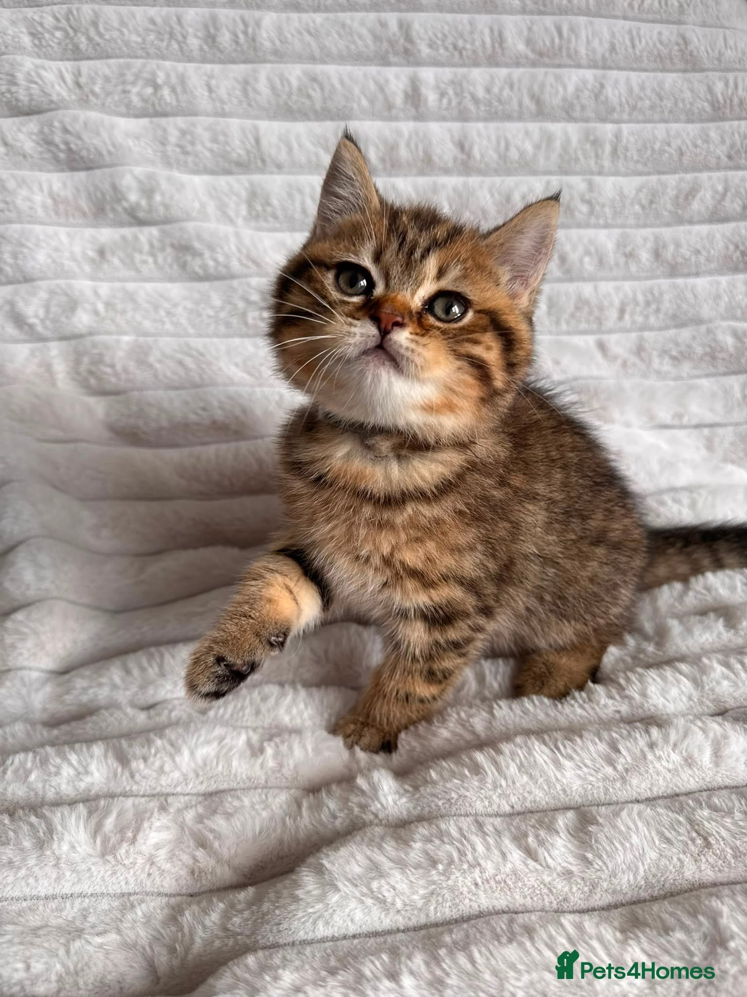British Shorthair cats for sale: ❤️😻Stunning PEDIGREE BRITISH SHORTHAIRS ❤️❤️😍 - Advert 2