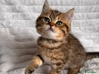 British Shorthair cats for sale: ❤️😻Stunning PEDIGREE BRITISH SHORTHAIRS ❤️❤️😍 - Advert 2