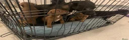 Patterdale Terrier dogs for sale: Patterdale terrier pups  - Advert 17