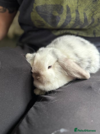 Mini Lop rabbits Thomas, Mini Lop Buck Vaccinated 🩵 - Advert 2