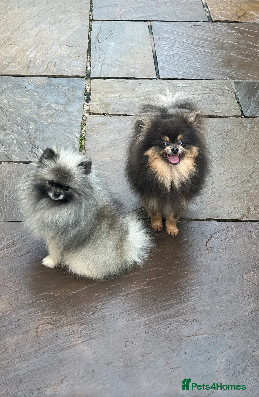 Pomeranian dogs for stud: Outstanding Tiny Stud Boy kc in Pontefract - Advert 5