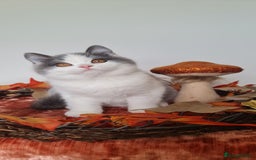 British Shorthair cats for sale: CHAMPION SIRED GCCF REG BLUE BI BSH MALE KITTEN - Image 2