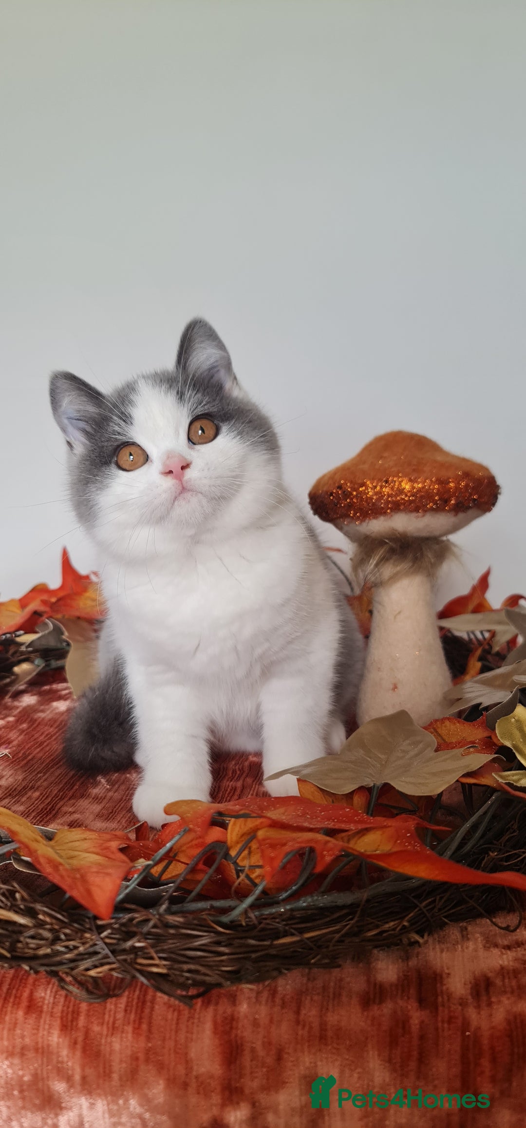 British Shorthair cats for sale: CHAMPION SIRED GCCF REG BLUE BI BSH MALE KITTEN - Image 2