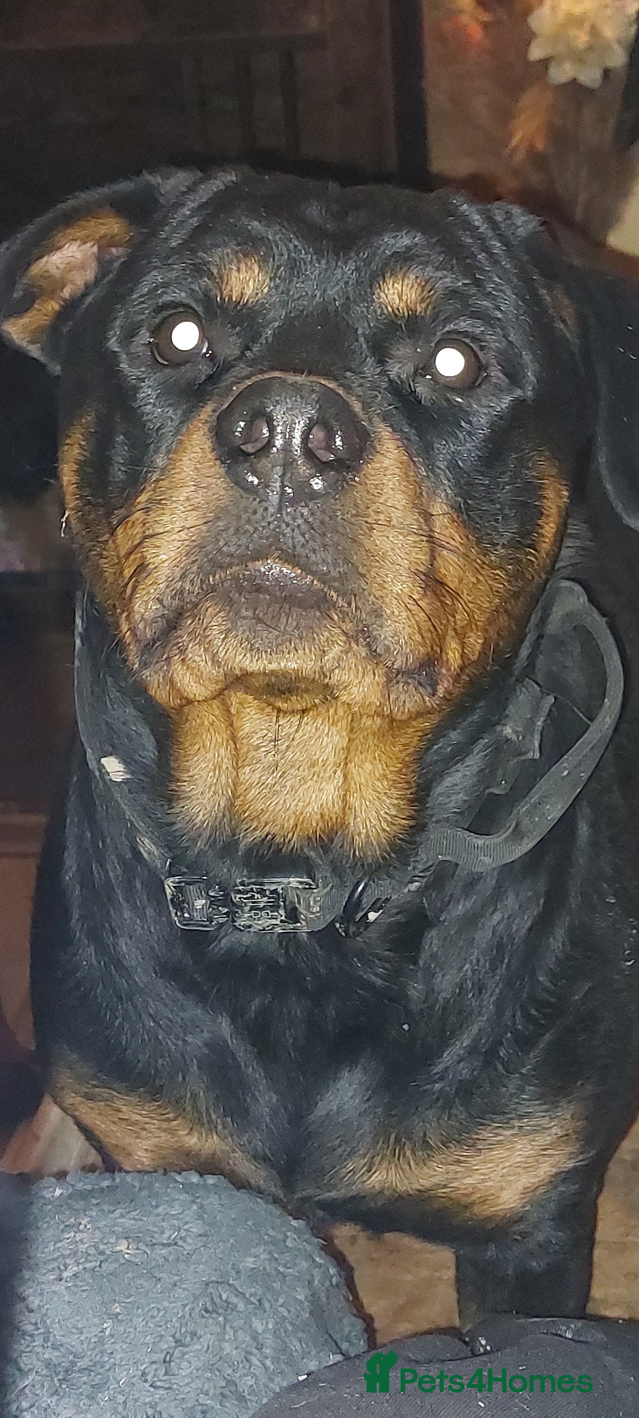 Rottweiler dogs 2 beautiful pups - Advert 1