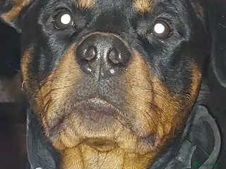 Rottweiler dogs 2 beautiful pups - Advert 1