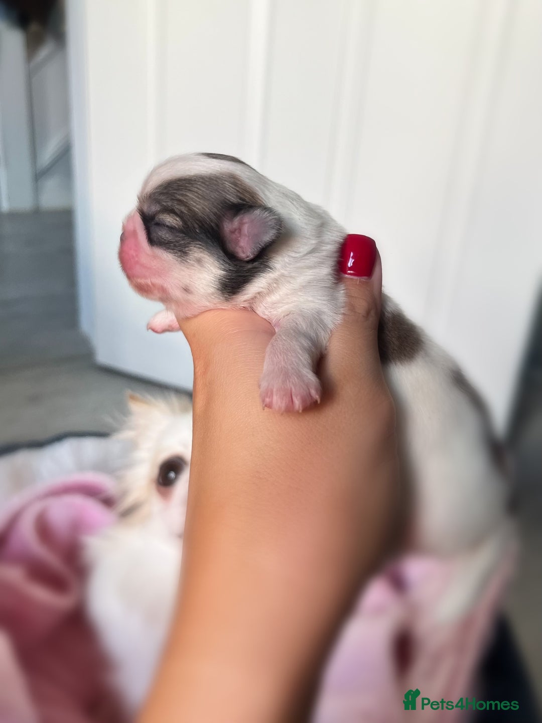 Chihuahua dogs for sale: Long Coat Chihuahua Boys Outstanding Quality ⭐️ - Advert 10