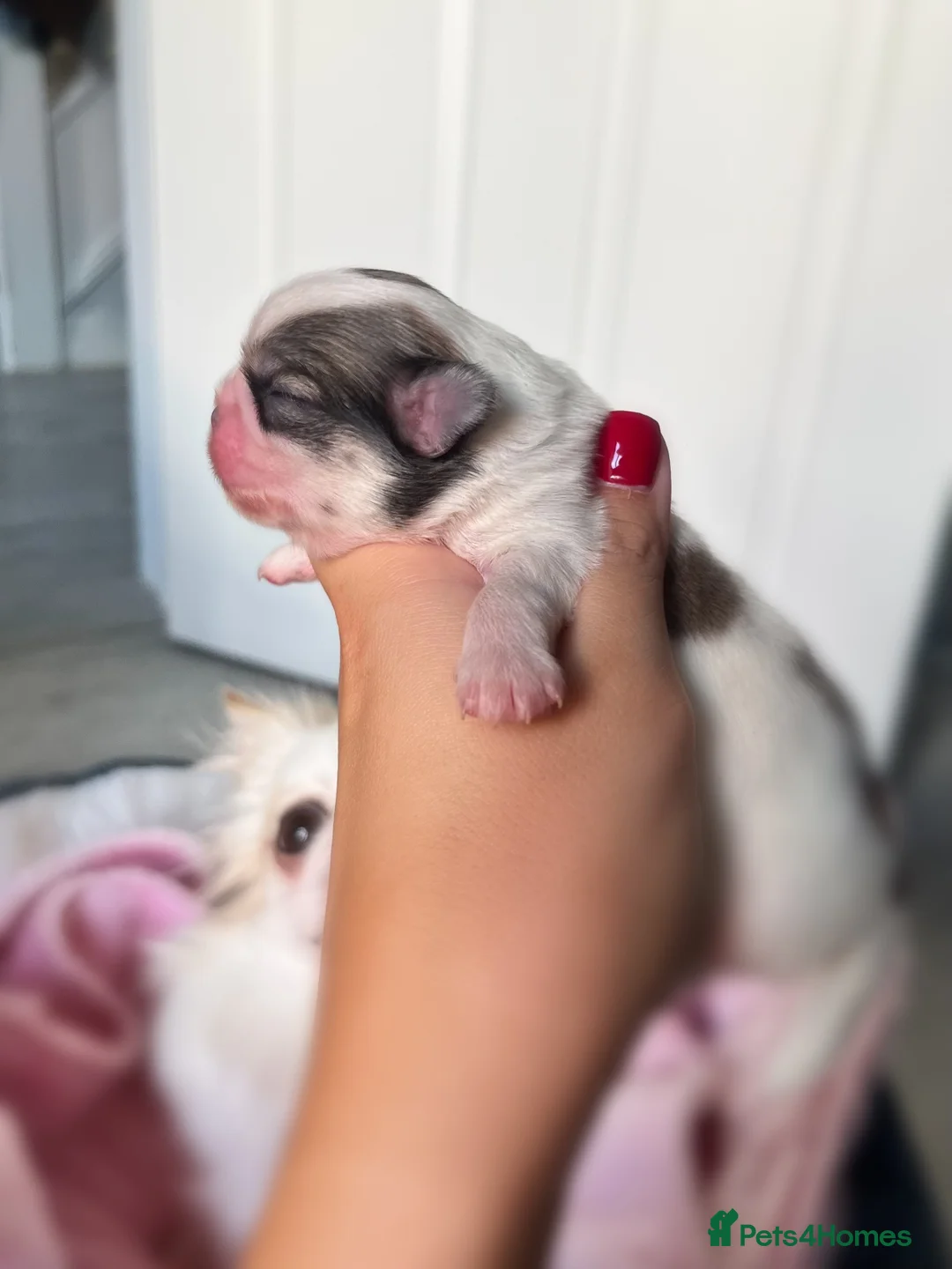 Chihuahua dogs for sale: Long Coat Chihuahua Boys Outstanding Quality ⭐️ - Advert 16