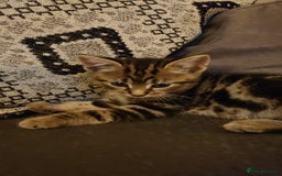 Mixed Breed cats for sale: Beautiful kittens for sale. - Image 3