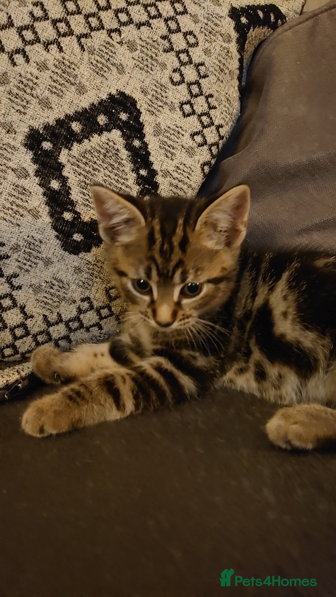 Mixed Breed cats for sale: Beautiful kittens for sale. - Image 3
