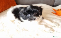 Cockapoo dogs for sale: Best Friend Sofa Companions 🥰 Fully vaccinated  - Image 15