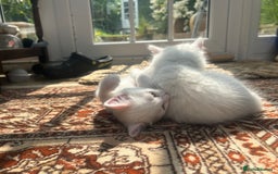 Turkish Angora cats for sale: Two beautiful Turkish Angora kittens  in Cambridge - Image 14