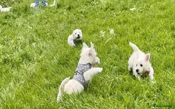 West Highland Terrier dogs for sale: Beautiful Male & Female West Highland Terrier Pups - Image 4