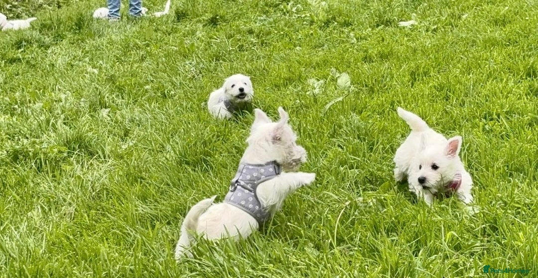 West Highland Terrier dogs for sale: Beautiful Male & Female West Highland Terrier Pups - Image 4