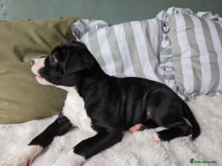 Mixed Breed dogs Olde English Bulldogge/Staffy Collie - Advert 12
