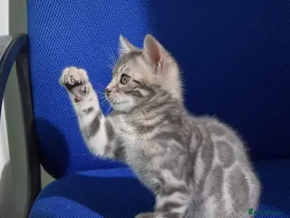 Bengal cats Male and Femal Bengal kitten available TICA - Advert 1