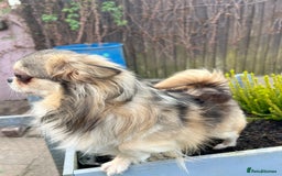 Chihuahua dogs for sale: Long coat girl and boy available  - Image 9